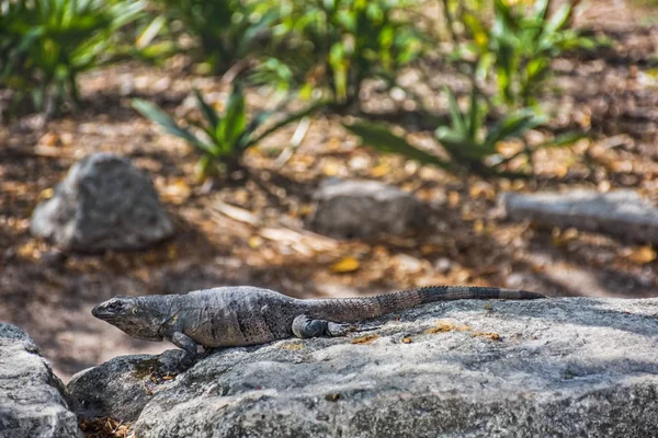 在墨西哥的里维埃拉玛雅 一只蜥蜴与岩石颜色融合在一起 — 图库照片