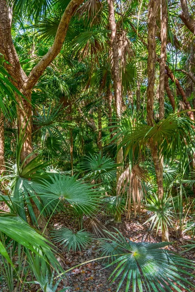 Grön Djungel Landskap Med Fläkt Växter Riviera Maya Mexiko — Stockfoto