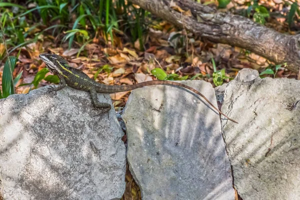 メキシコのリビエラ マヤのトレイルに沿って岩の上の長い尾を持つ小型トカゲ — ストック写真