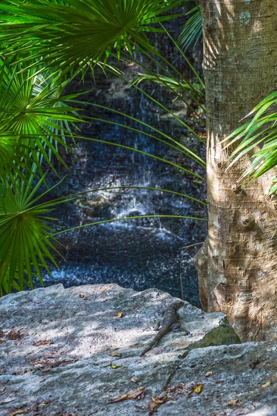 Ящерица Скалах Сенота Джунглей Ривьера Майя Мексике — стоковое фото