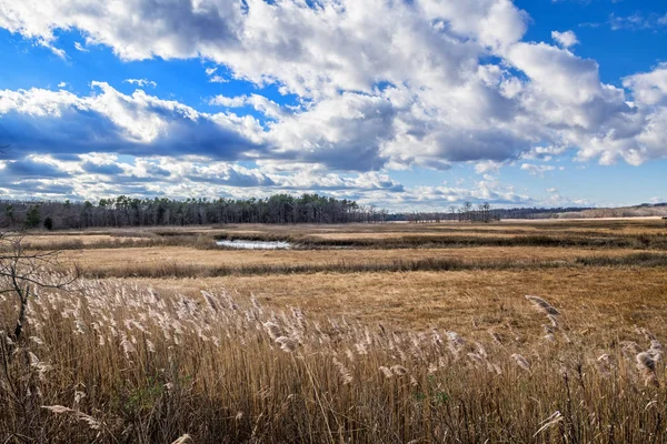 Una Palude Salata Nel Cheesquake State Park Nel New Jersey — Foto Stock