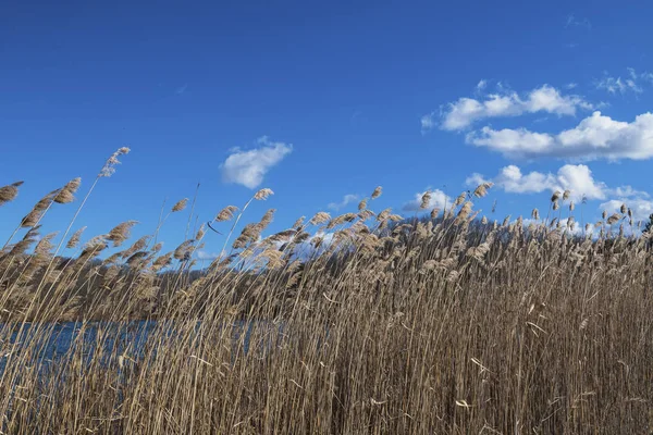 Tuz bataklığı Cheesquake State Park New Jersey'deki çayır sazlık süpürüldü Wint.