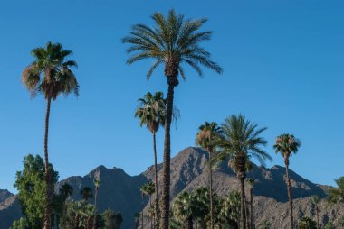 Palmiye ağaçları, mavi gökyüzü ve Palm Springs California'da yakınındaki dağlar.