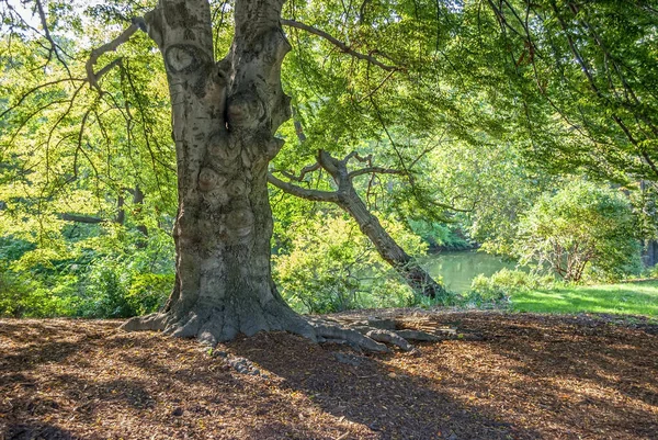 Ένα Μεγάλο Δέντρο Σκιά Δίπλα Στη Λίμνη Στο Central Park — Φωτογραφία Αρχείου