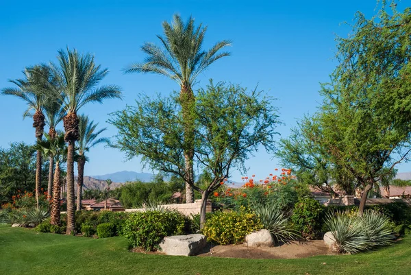 Okrasné Pouštní Zahrada Indian Wells Poblíž Palm Springs Kalifornie — Stock fotografie