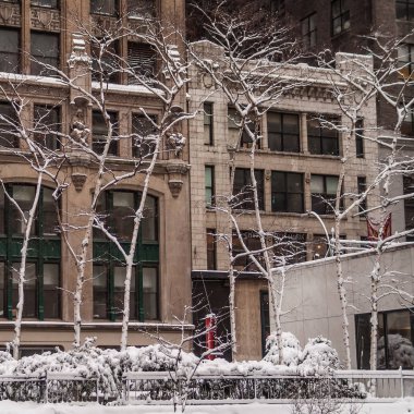 Beyaz huş ağaçları karşı klasik şehir mimarisi ile New York City kış sahne.