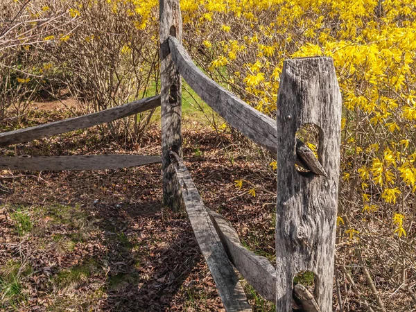 New Jersey Arka Bahçesinde Bahar Sırasında Parlak Sarı Hor Çiçeği — Stok fotoğraf