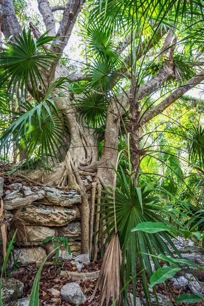 El árbol de la selva —  Fotos de Stock
