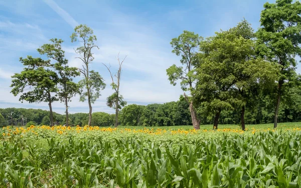 Solrosor i majsfält — Stockfoto