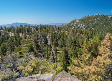 San Jacinto orman