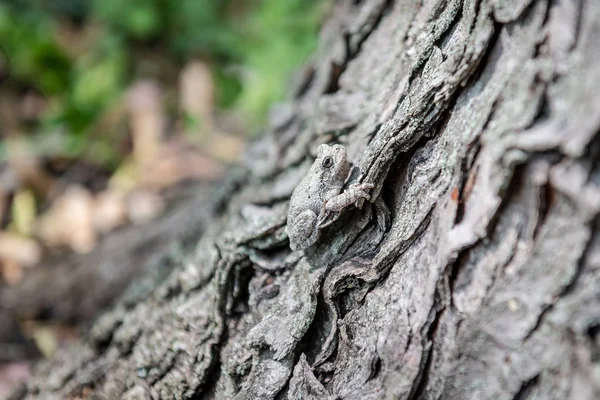 Tree Toad Camouflage