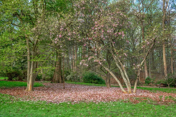 Petals of Spring — Stock Photo, Image