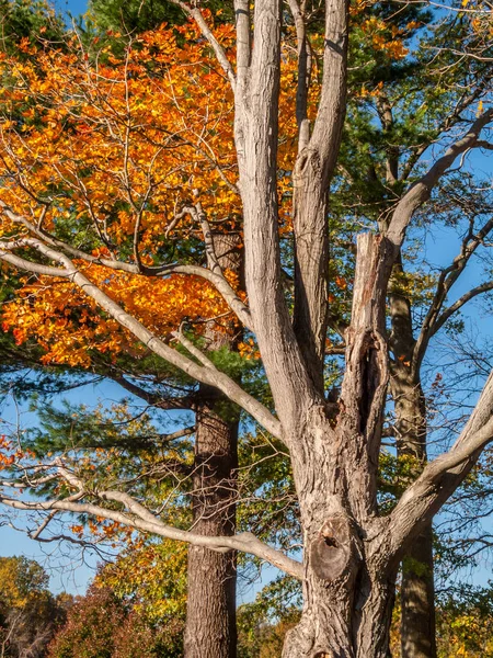 Baumstamm im Herbst — Stockfoto