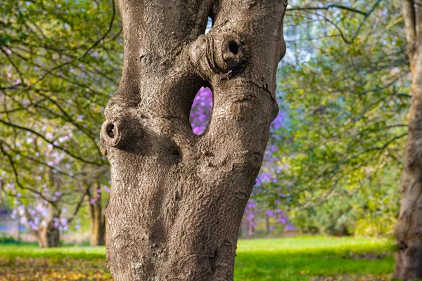 Loch im Baum — Stockfoto