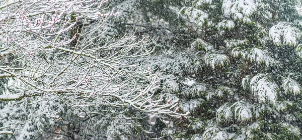 Snow Branches Background — Stock Photo, Image