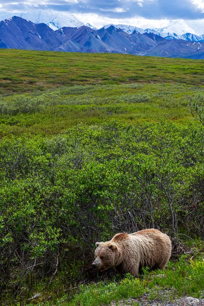 Grizzly à Denali — Photo