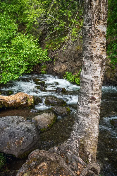 Birch and Stream — Stock Photo, Image