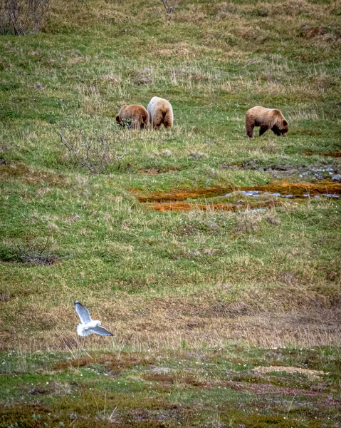 곰과 새 — 스톡 사진