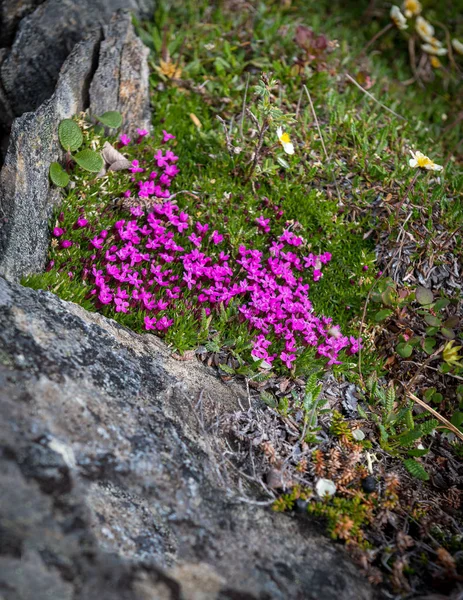 Petite Pink Wildflowers — Stock Photo, Image