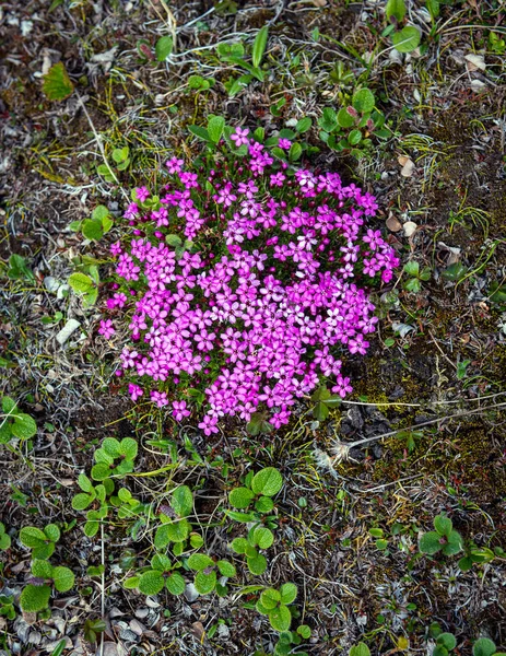 ツンドラの野生の花 — ストック写真