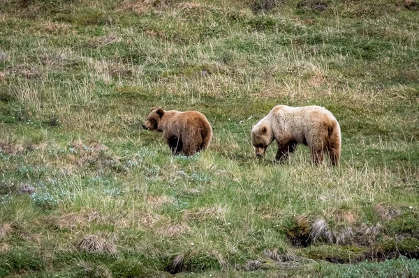 Två björnar i Denali — Stockfoto