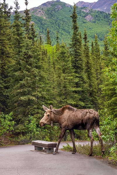 Park Moose — Stockfoto