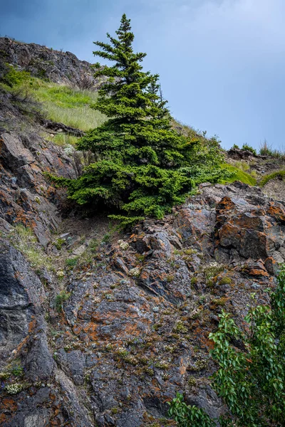悬崖上的松树 — 图库照片