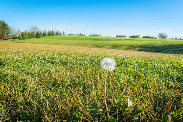 Samenkapsel auf dem Feld — Stockfoto