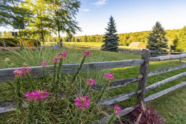 Fence and Flowers — Stock Photo, Image