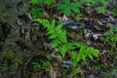 Orta New Jersey ormanlarında genç eğreltiotları.