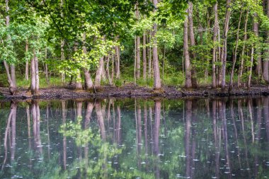 Ağaçlar Orta New Jersey ormanlarındaki Pidgeon Bataklığı 'nı yansıtıyor.