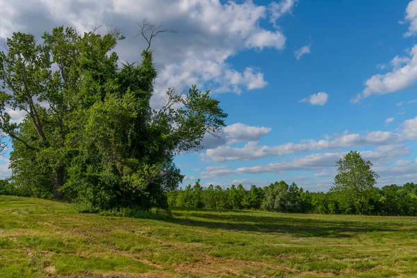 Early Summer Landscape Interesting Tree Freneau Woods Aberdeen New Jersey — Stock Photo, Image