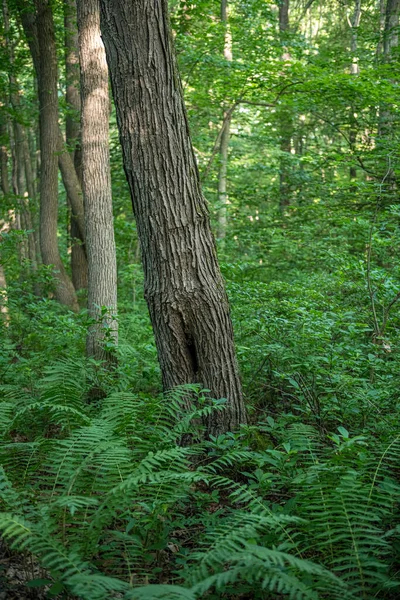 Ein Frühsommerwald Central New Jersey Mit Farnen — Stockfoto