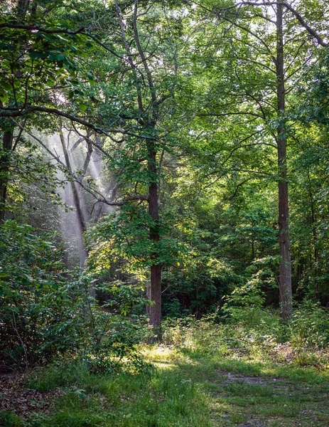 Sunlight Strumienie Przez Drzewa Wczesnym Rankiem Freneau Woods Park Matawan — Zdjęcie stockowe