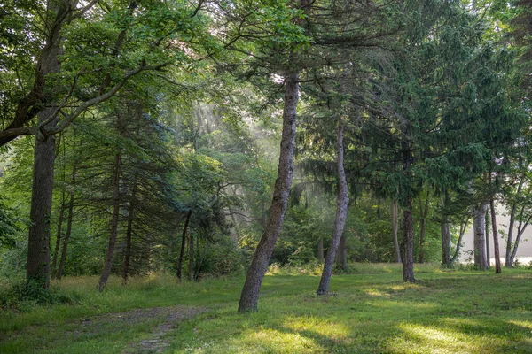 Slunce Proudí Mezi Stromy Brzy Ráno Freneau Woods Park Matawan — Stock fotografie