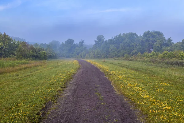 泽西蒙茅斯县弗伦诺森林公园这条小径上的晨雾和黄色野花 — 图库照片