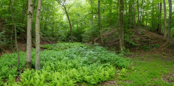 Monmouth County New Jersey Deki Freneau Woods Parkı Nda Eğreltiotu — Stok fotoğraf