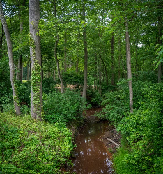 Pequeno Riacho Atravessa Floresta Freneau Woods Park Matawan New Jersey — Fotografia de Stock