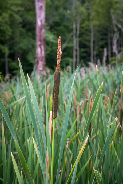 Closeup Cattail New Jersey Wetland — Stock Photo, Image