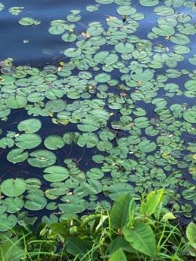 New Jersey 'de bir yaz göletindeki nilüferlere yakından bak..