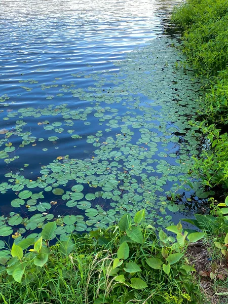 Zomer Lillypads Lake Lefferts Matawan New Jersey — Stockfoto