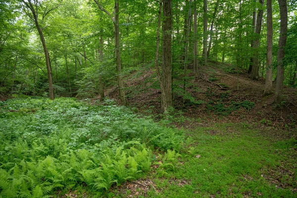 Hutan Hijau Terang Freneau Woods Park Monmouth County New Jersey — Stok Foto