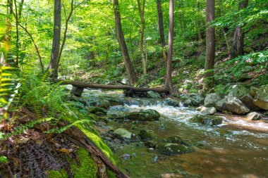 Warren County New Jersey 'deki Kükreyen Kayalar deresi güzel bir yaz gününde.