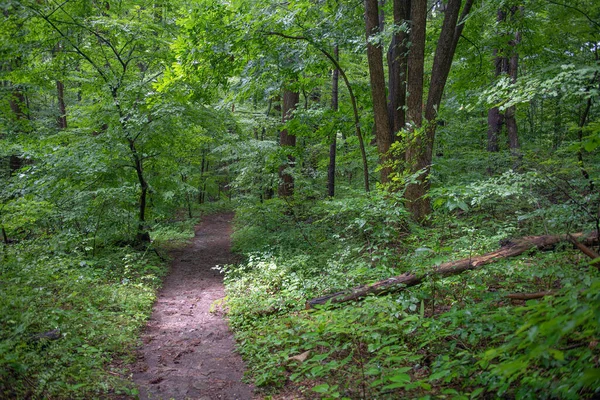 Una Ruta Senderismo Bosque Verano Condado Warren Nueva Jersey — Foto de Stock