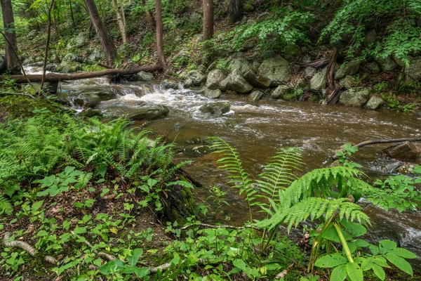 Sommarormbunkar Skuggiga Skogarna Som Omger Roaring Rocks Stream Warren County — Stockfoto