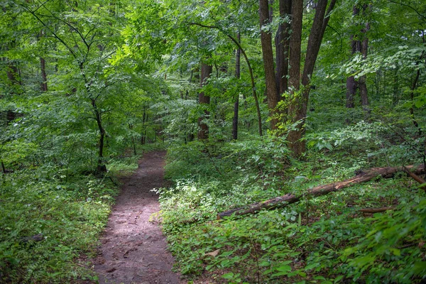 Ένα Μονοπάτι Πεζοπορίας Θερινά Δάση Στην Κομητεία Warren New Jersey — Φωτογραφία Αρχείου
