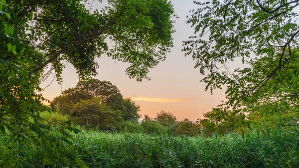 Dedaunan Hijau Lebat Taman Jackson Woods Long Branch New Jersey — Stok Foto
