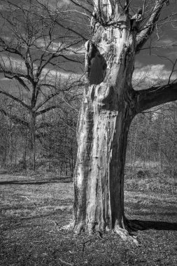New Jersey çayırında eski bir ağaç gövdesinin siyah beyaz görüntüsü..