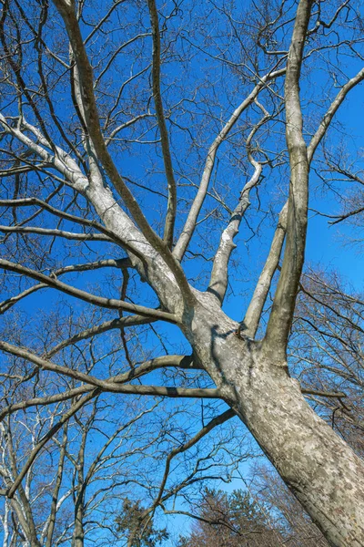 青い冬の空に背の高いシカモアの木を見上げ — ストック写真