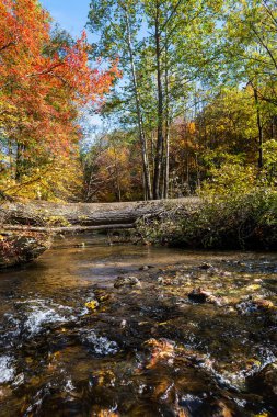 Pensilvanya 'daki Spring Valley County Parkı' nda güzel bir sonbahar deresi.